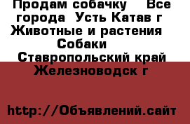 Продам собачку  - Все города, Усть-Катав г. Животные и растения » Собаки   . Ставропольский край,Железноводск г.